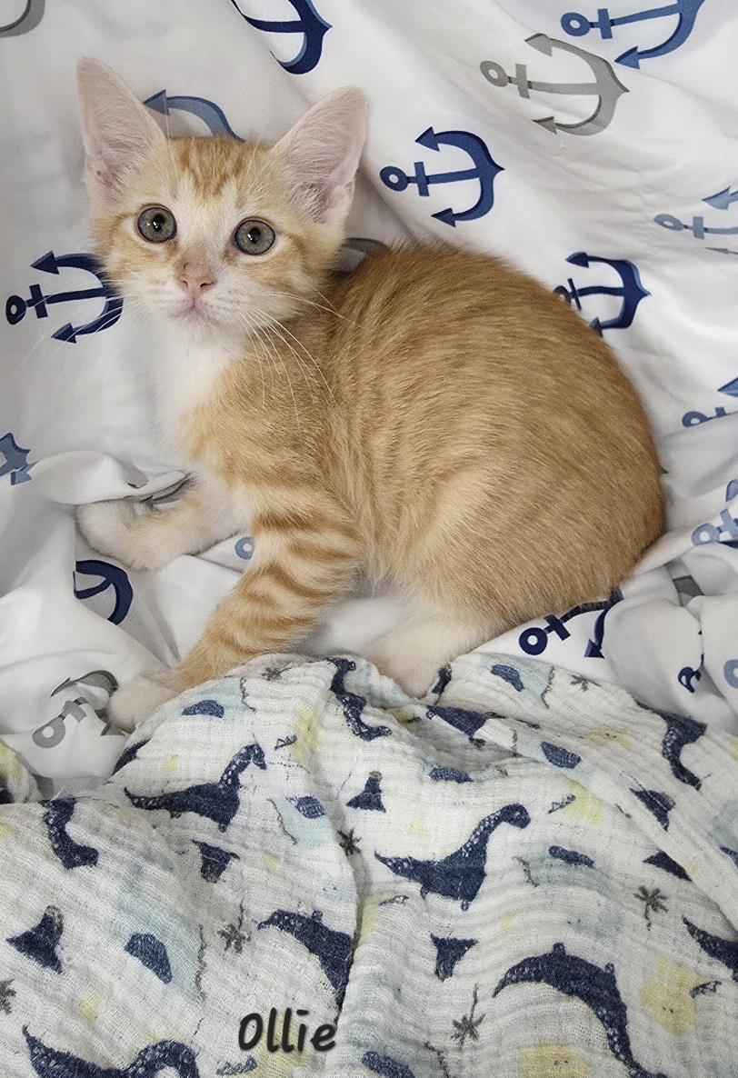 Enlarge Ollie, an adopted Domestic Short Hair in Key Largo, FL image 3/4