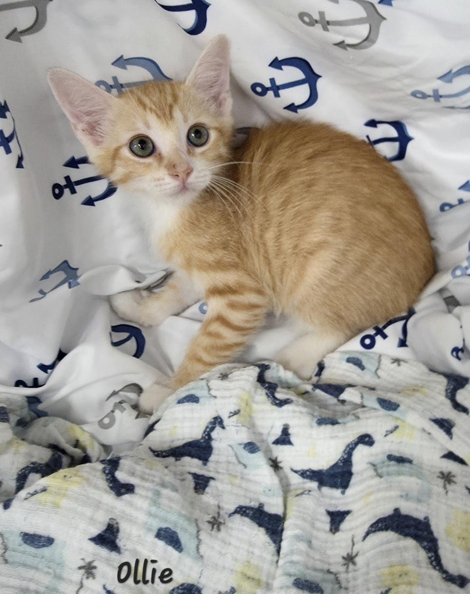 Enlarge Ollie, an adopted Domestic Short Hair in Key Largo, FL image 4/4