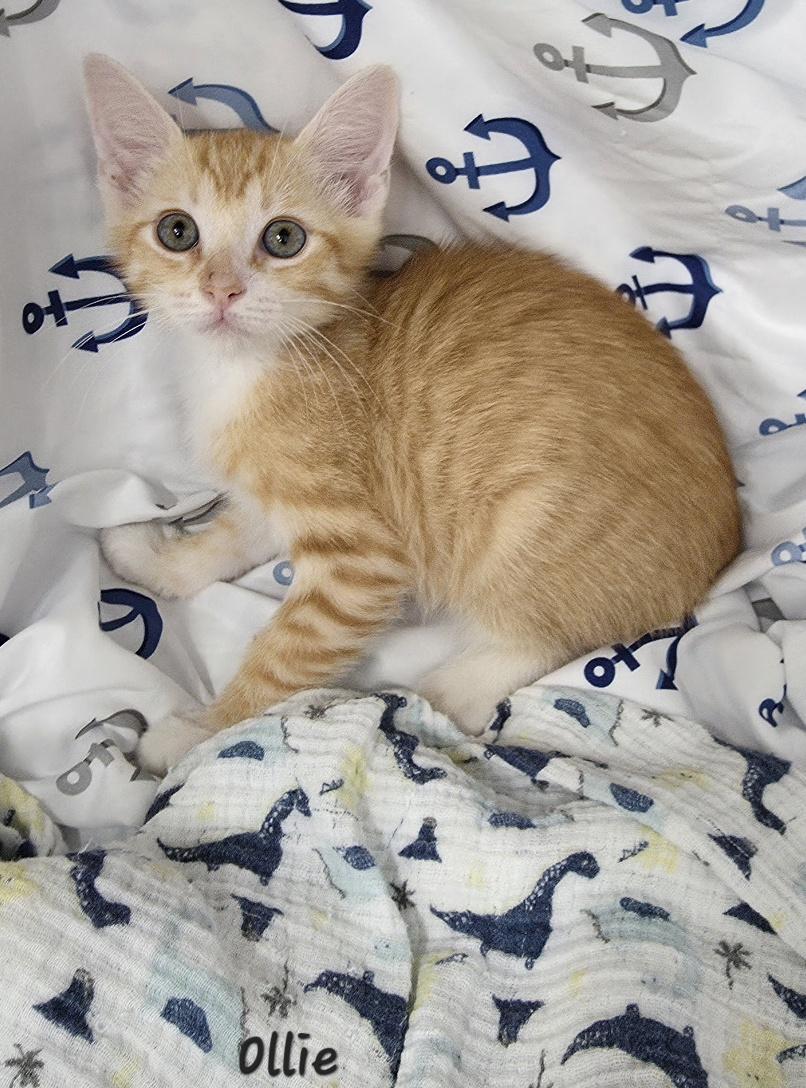 Enlarge Ollie, an adopted Domestic Short Hair in Key Largo, FL image 2/4