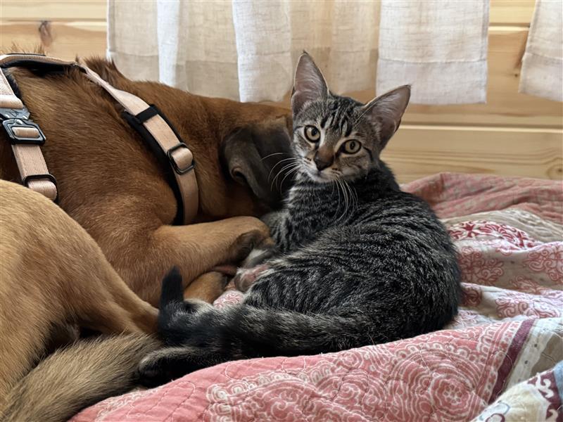 Folsie, Adoptable, Kitten Female Domestic Short Hair.