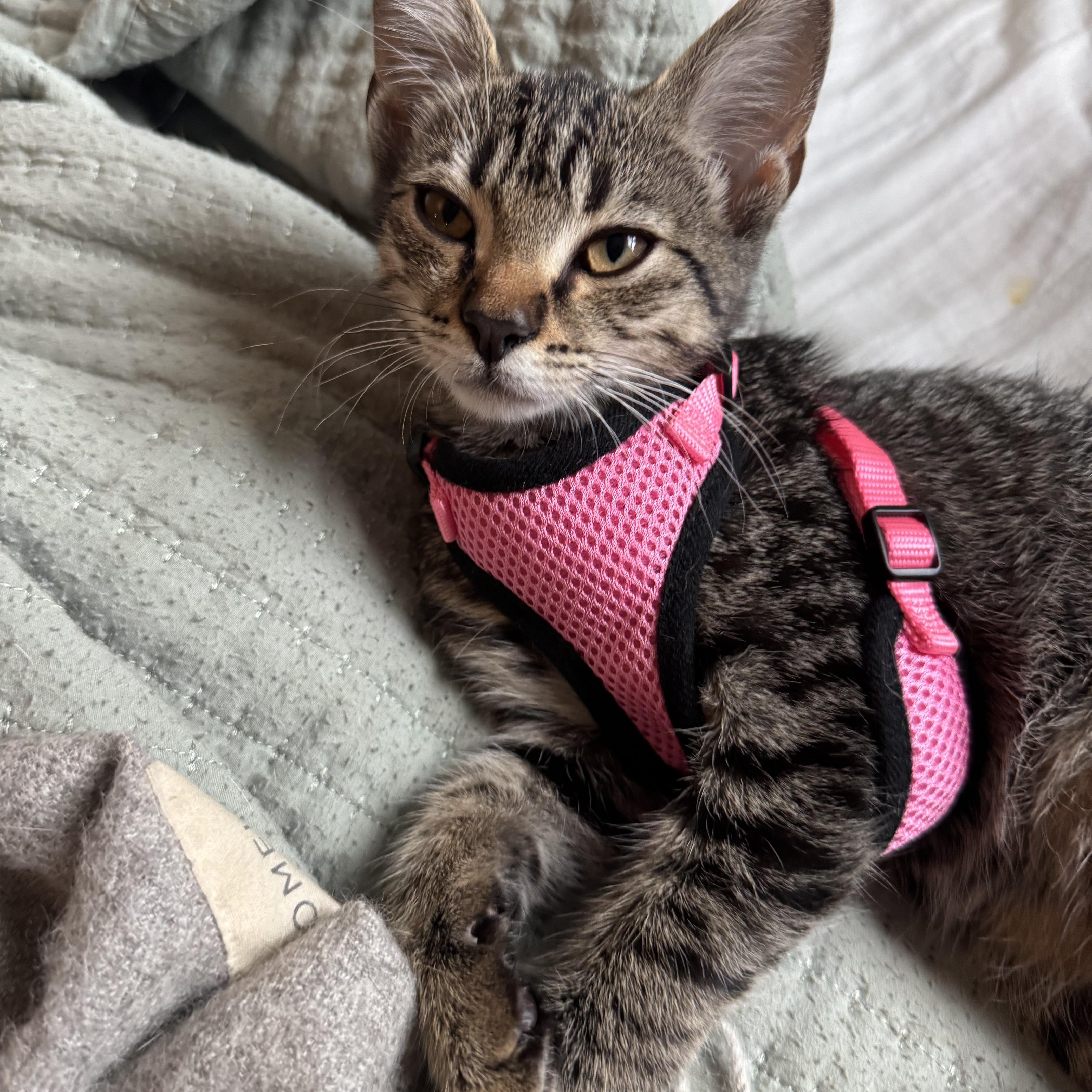 Folsie, a Adoptable Domestic Short Hair in FORT LAUDERDALE, FL image 2/4