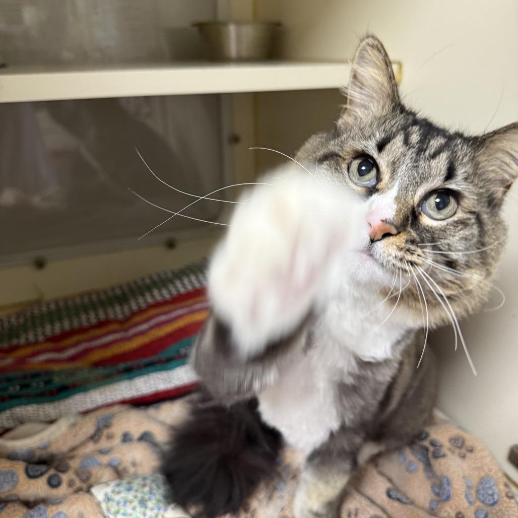 Purrlee, Adoptable, Senior Female Domestic Long Hair.