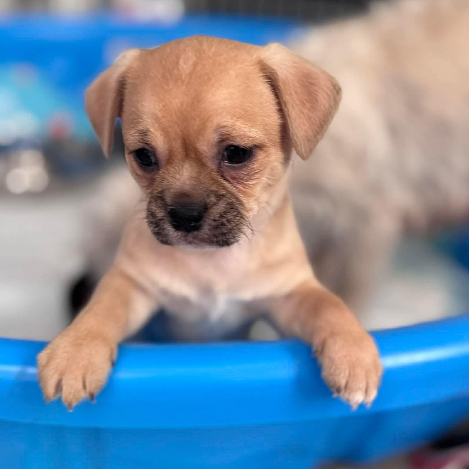Enlarge Como, an adopted mixed breed in Dallas, TX image 1/6