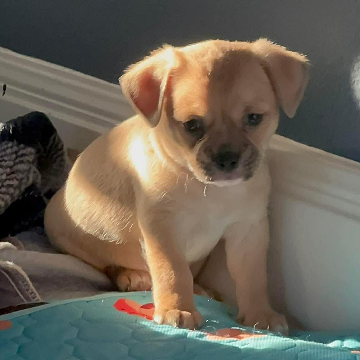 Enlarge Como, an adopted mixed breed in Dallas, TX image 4/6