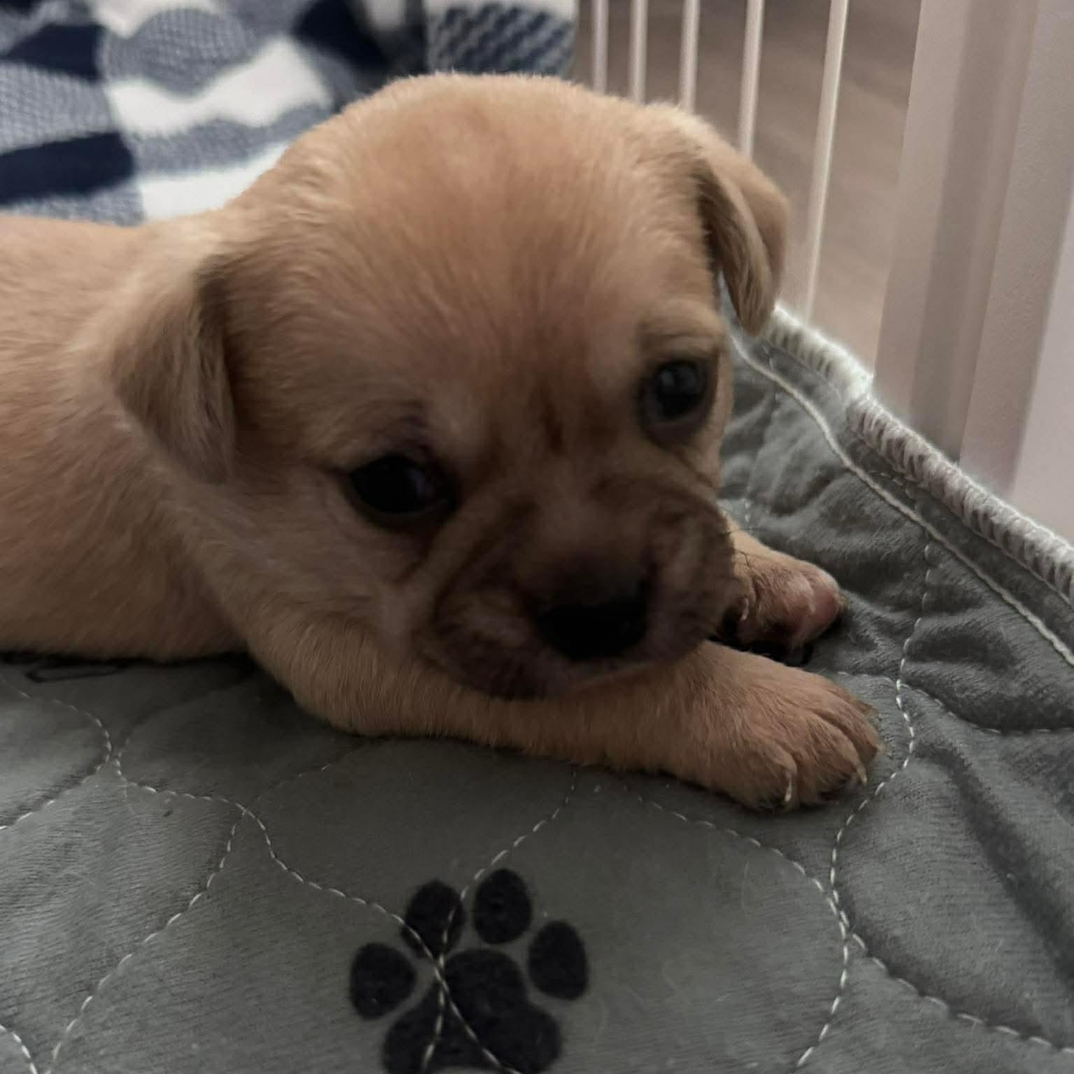 Enlarge Como, an adopted mixed breed in Dallas, TX image 6/6