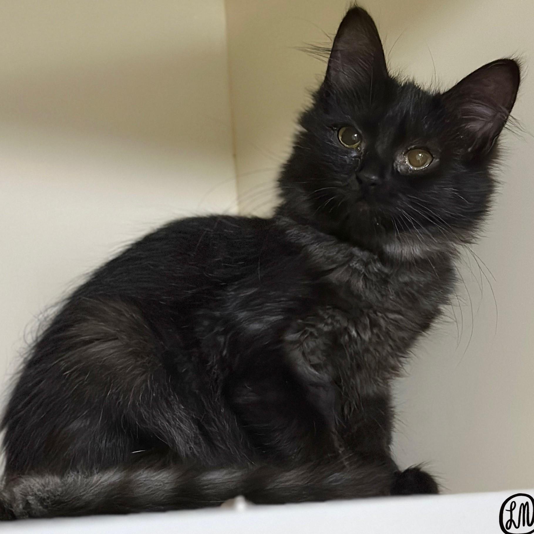 Speck, Adopted, Kitten Female Domestic Medium Hair.