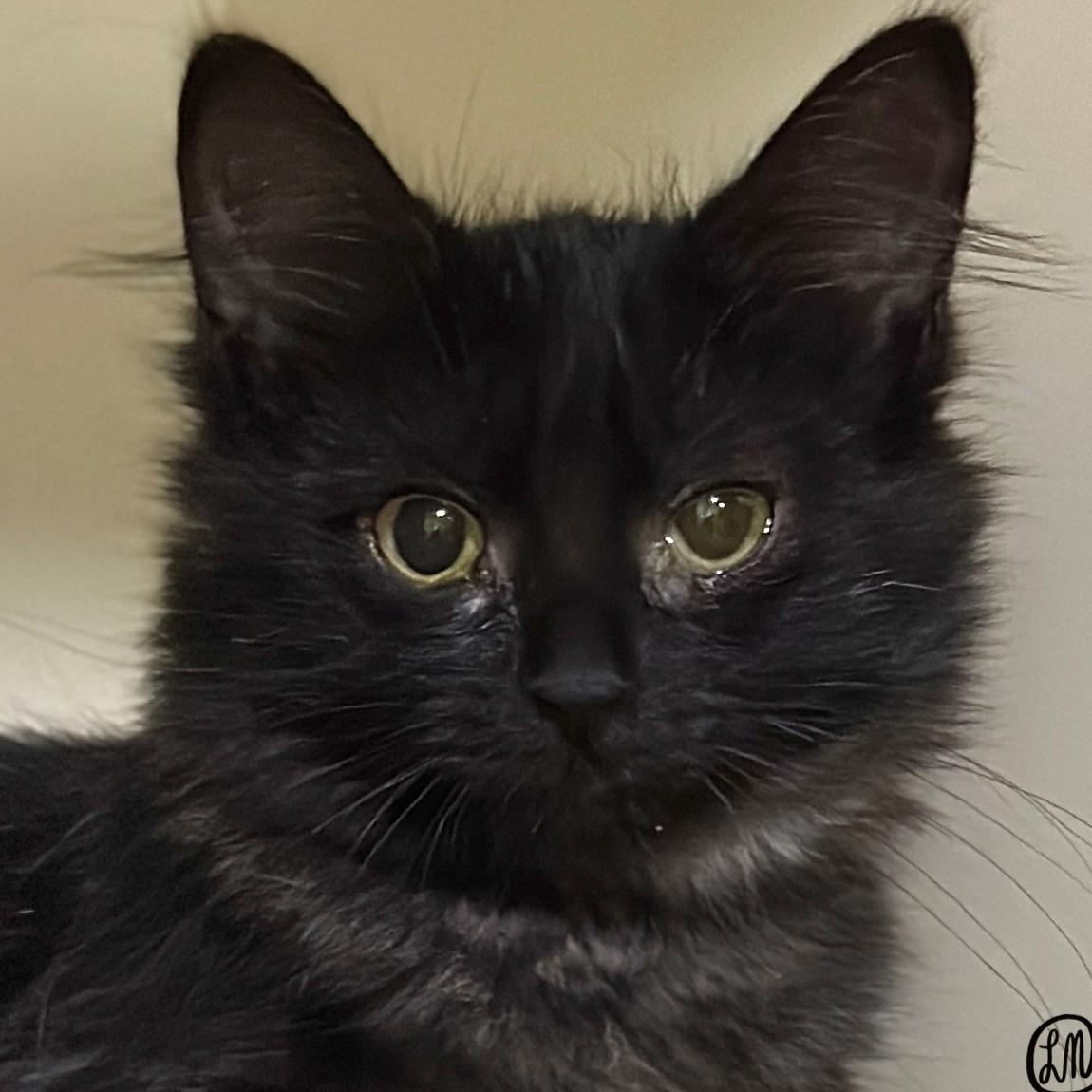 Enlarge Speck, a Adopted Domestic Medium Hair in Victor, NY image 2/2
