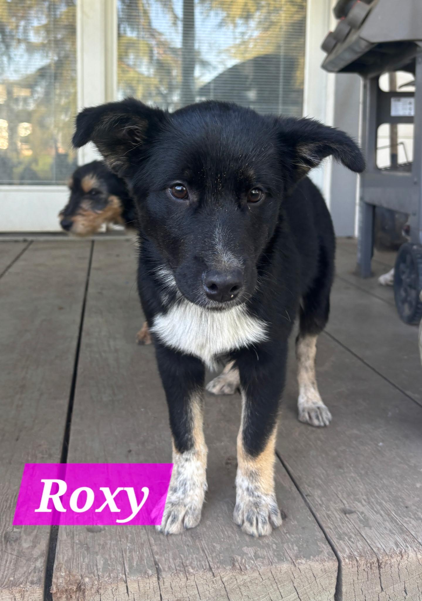 Enlarge Roxy, a Adoptable mixed breed in Atwater, CA image 1/1