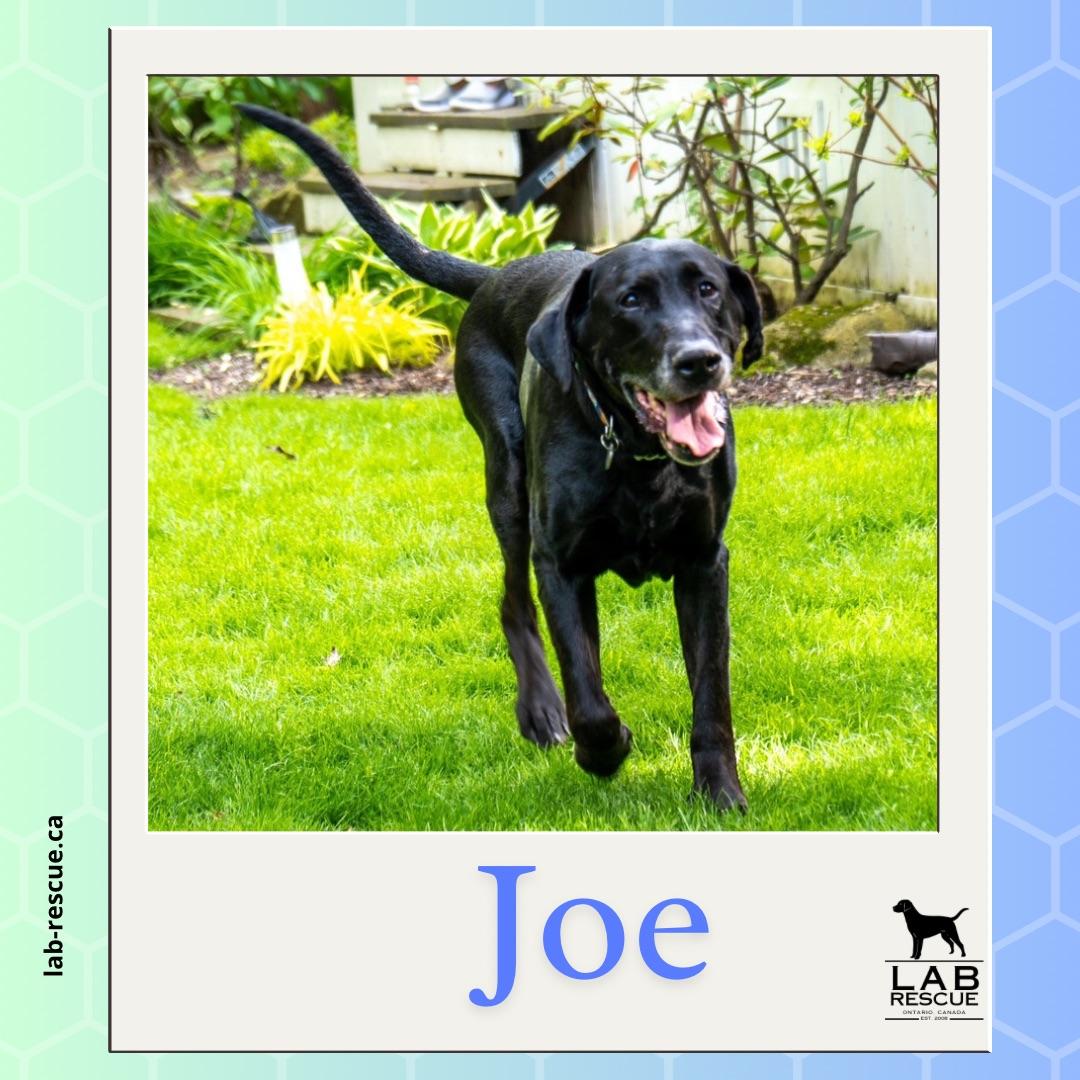 Enlarge Joe, a ADOPTABLE Labrador Retriever in Oakville, ON image 1/6