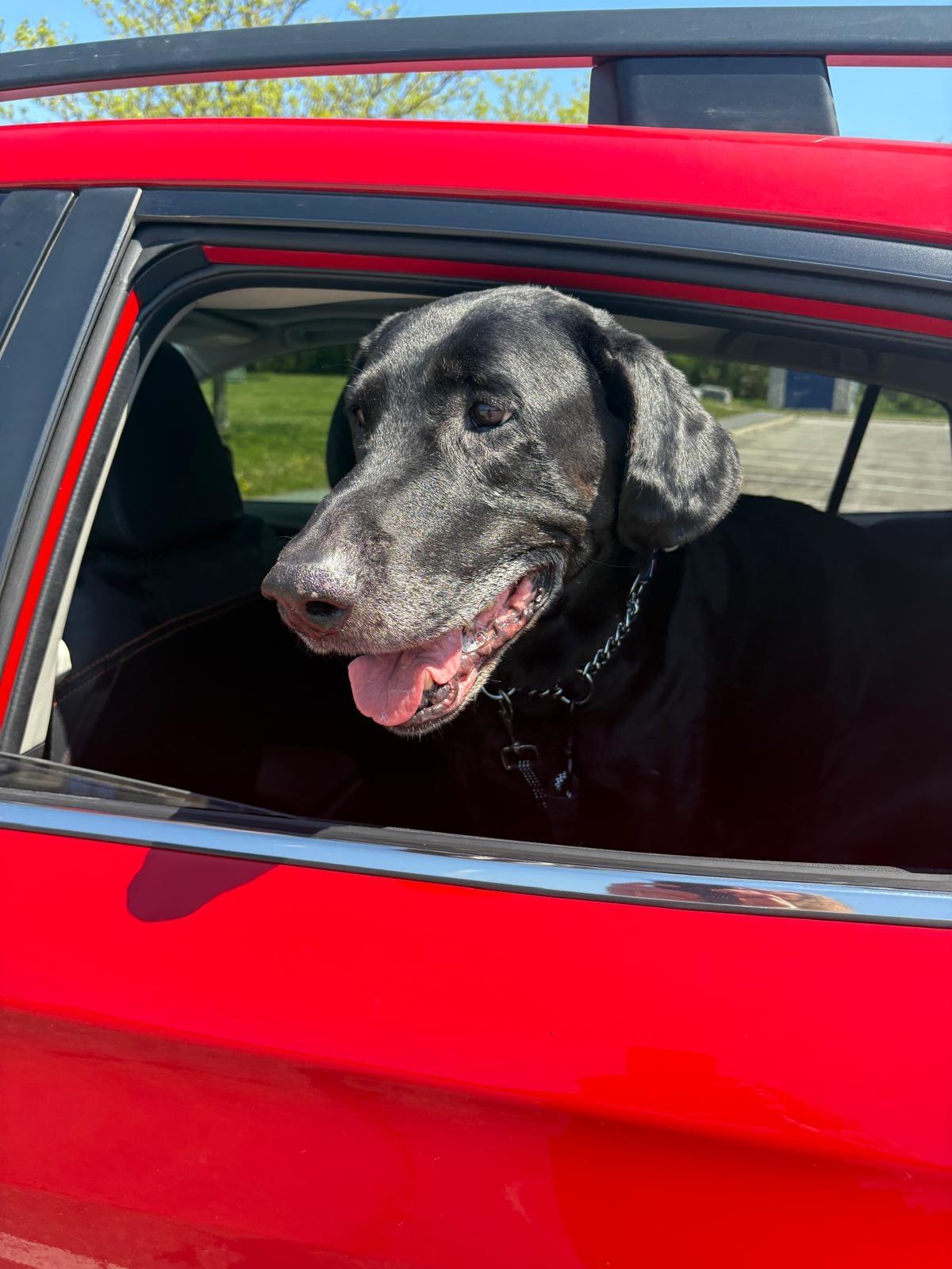 Enlarge Joe, a ADOPTABLE Labrador Retriever in Oakville, ON image 3/6
