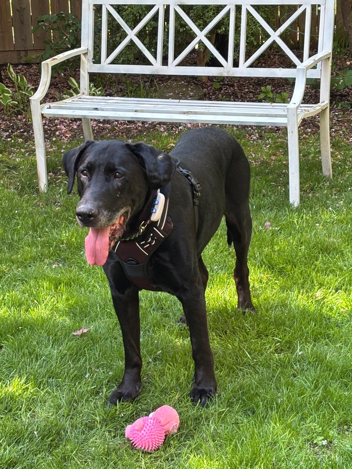Enlarge Joe, a ADOPTABLE Labrador Retriever in Oakville, ON image 4/6