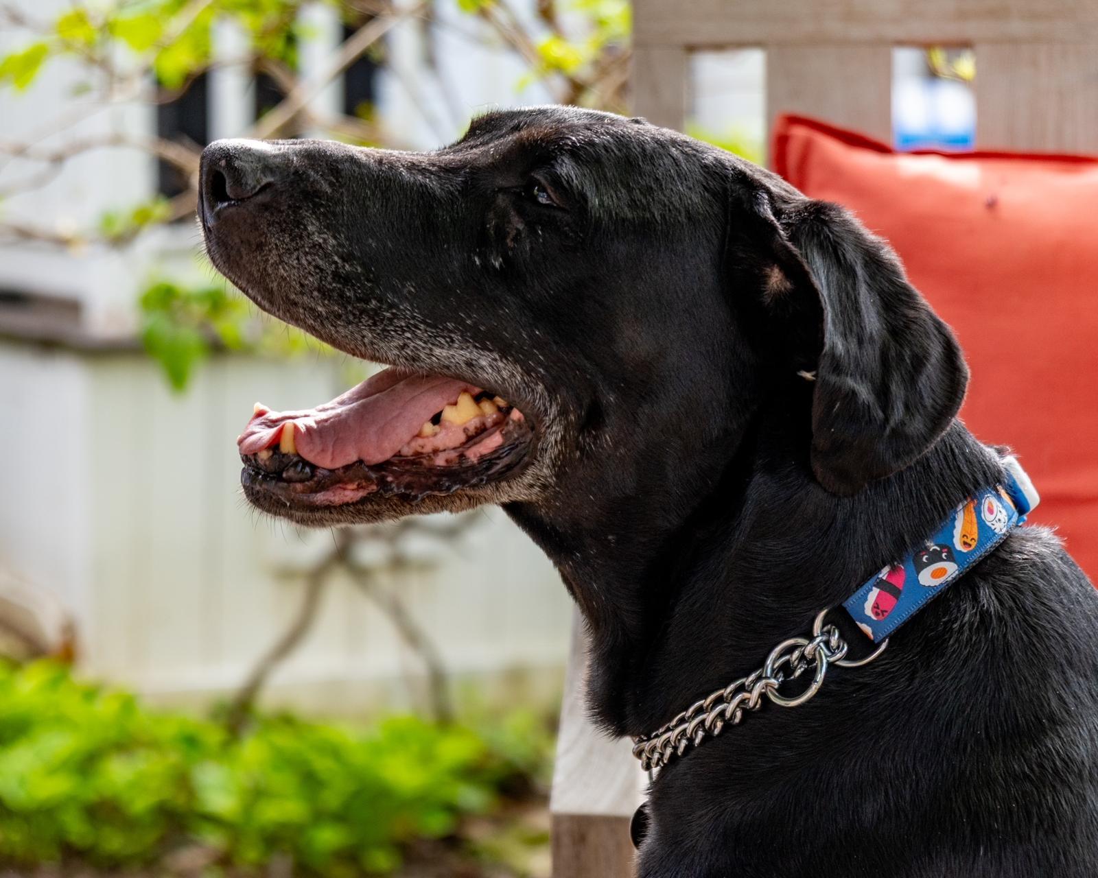 Enlarge Joe, a ADOPTABLE Labrador Retriever in Oakville, ON image 6/6