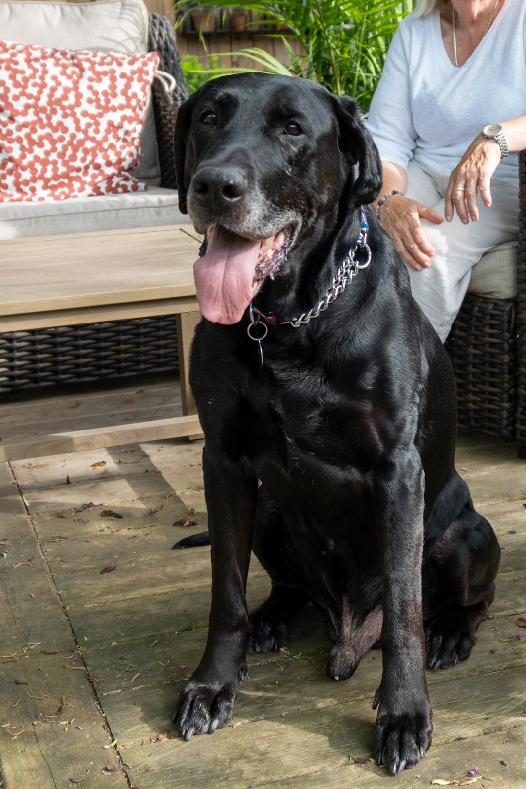 Enlarge Joe, a ADOPTABLE Labrador Retriever in Oakville, ON image 5/6