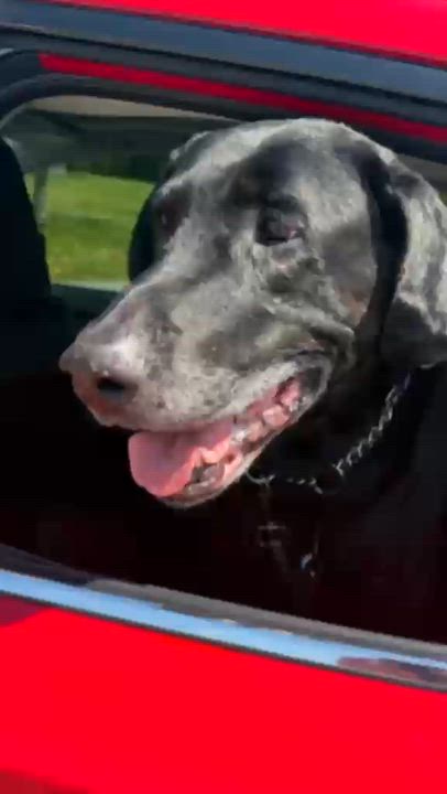 Enlarge Joe, a ADOPTABLE Labrador Retriever in Oakville, ON video 2/6