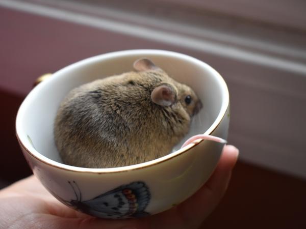 Dory, Judy & Whitey, an adopted Mouse in Auburn, ME image 4/4