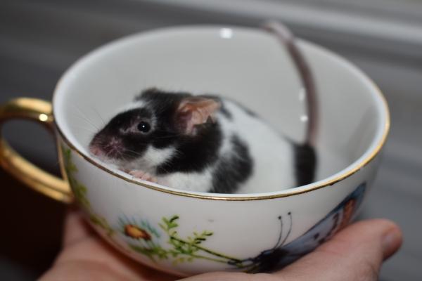 Dory, Judy & Whitey, an adopted Mouse in Auburn, ME image 3/4