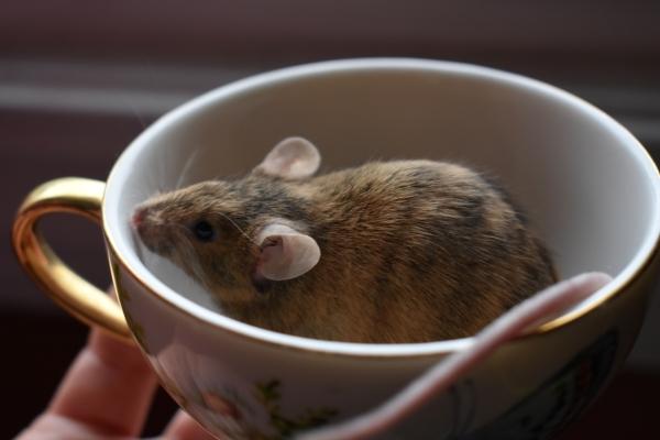 Dory, Judy & Whitey, an adopted Mouse in Auburn, ME image 2/4