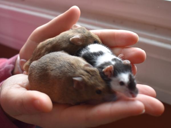 Dory, Judy & Whitey, an adopted Mouse in Auburn, ME image 1/4