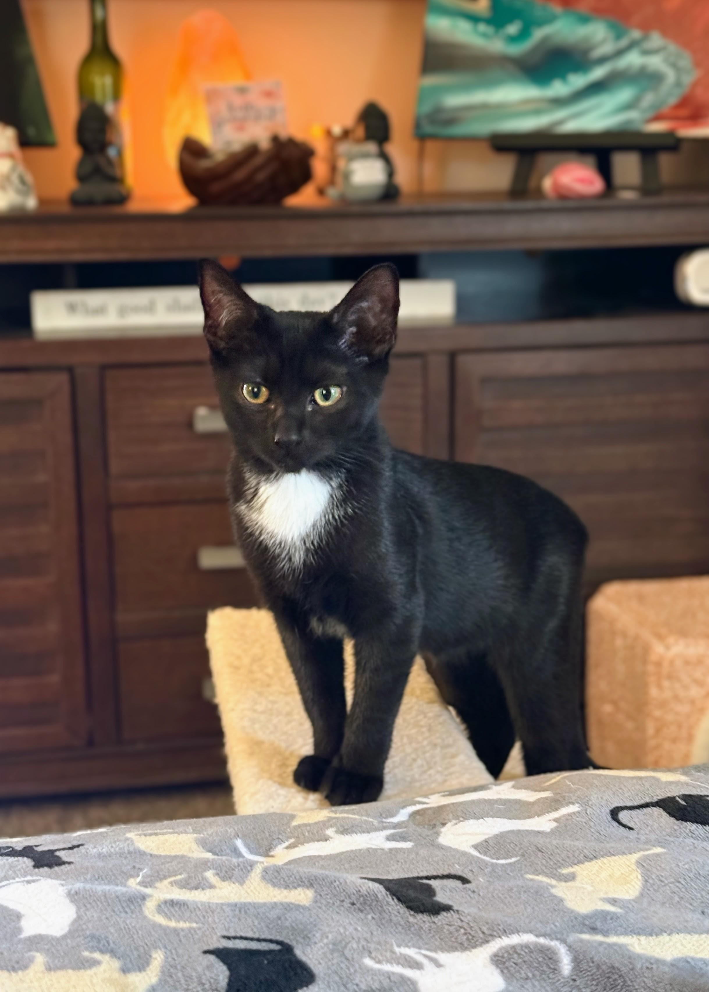 Newt, a Adoptable Domestic Short Hair in Murfreesboro, TN image 1/2