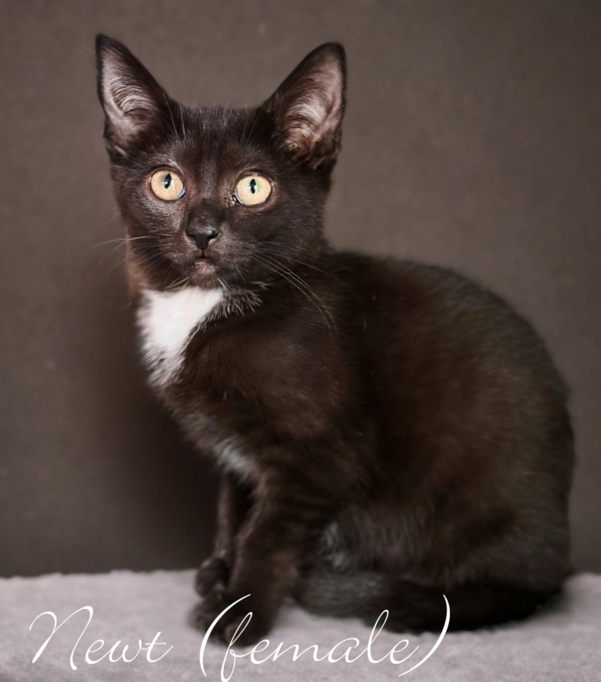 Newt, a Adoptable Domestic Short Hair in Murfreesboro, TN image 2/2