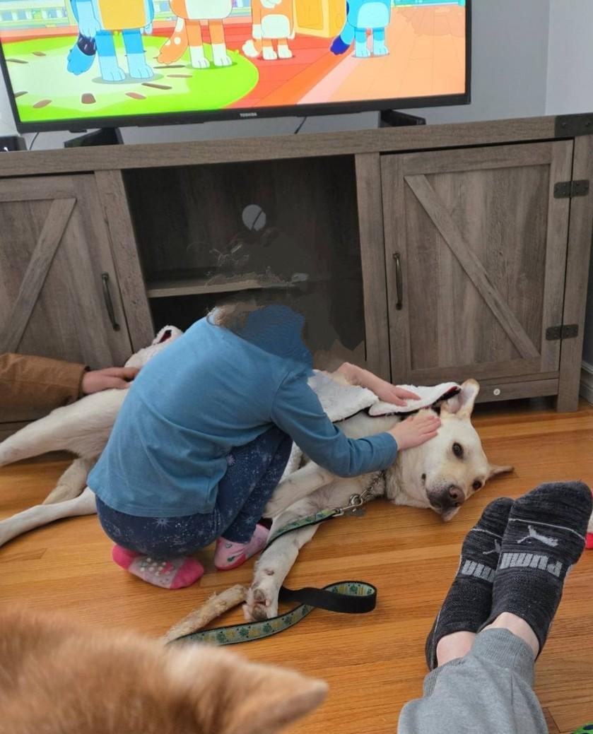 Enlarge Diego, a ADOPTABLE Mixed Breed in Saskatoon, SK image 5/6