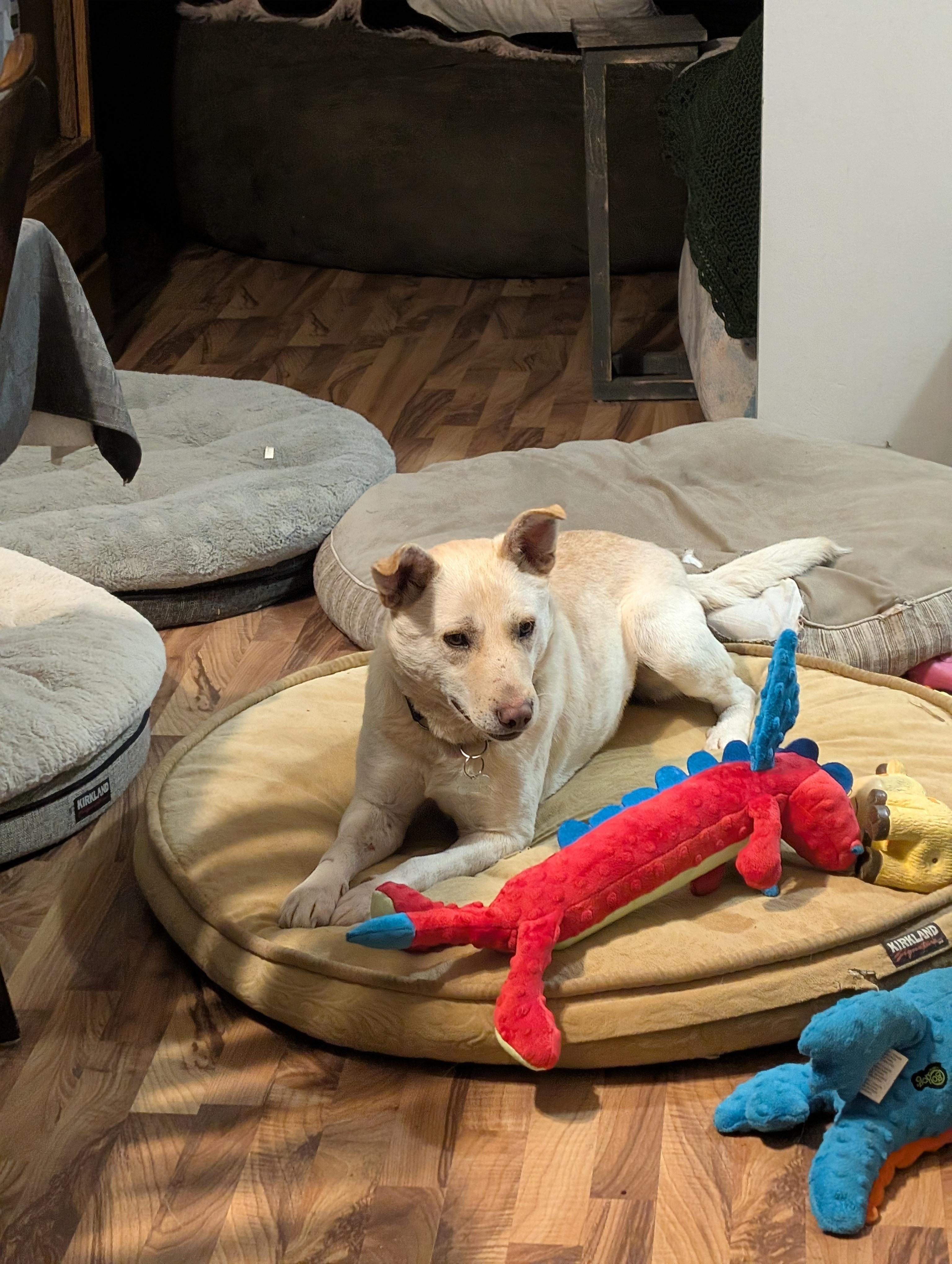 Enlarge Diego, a ADOPTABLE Mixed Breed in Saskatoon, SK image 4/6