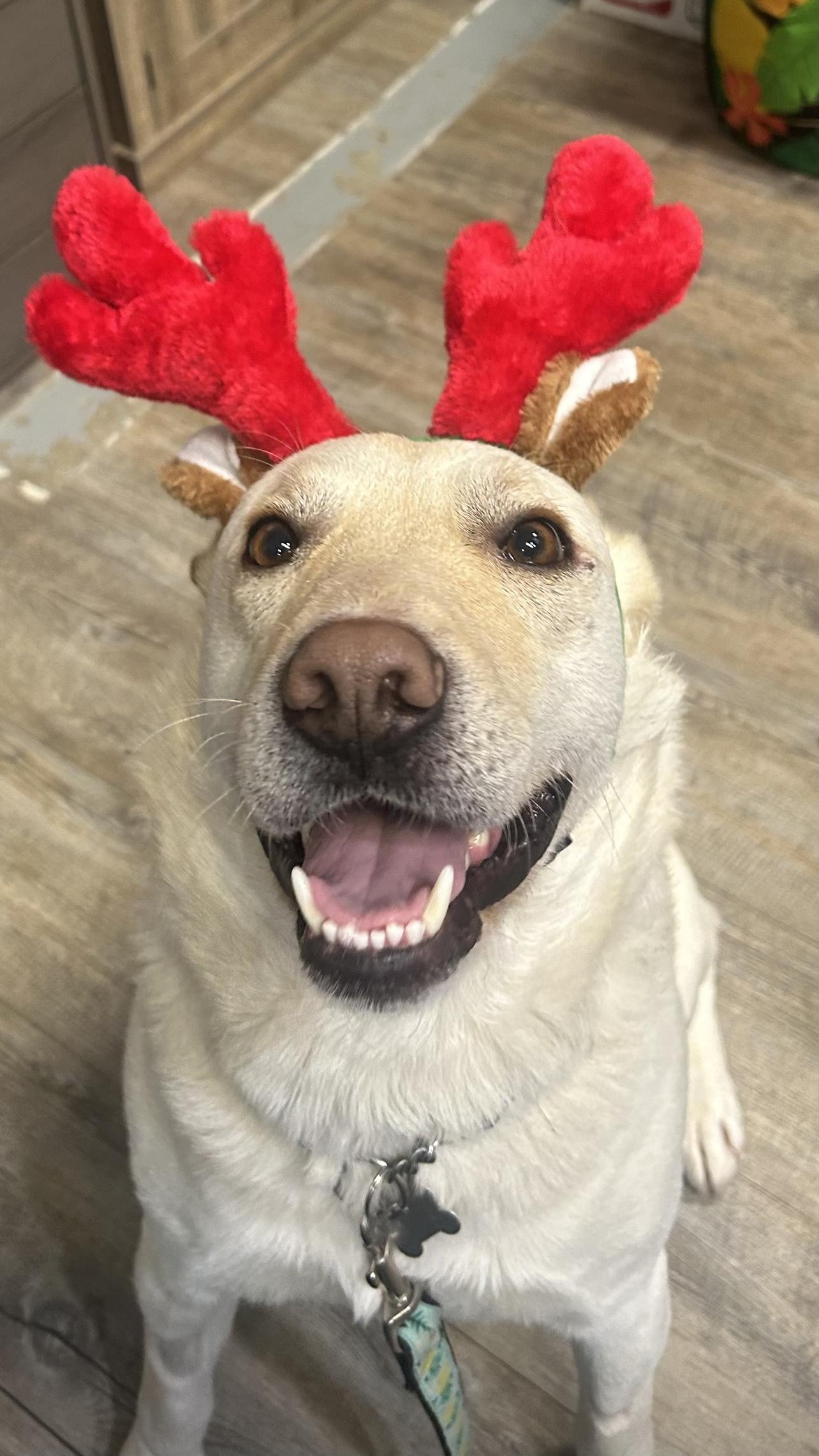 Enlarge Diego, a ADOPTABLE Mixed Breed in Saskatoon, SK image 1/6