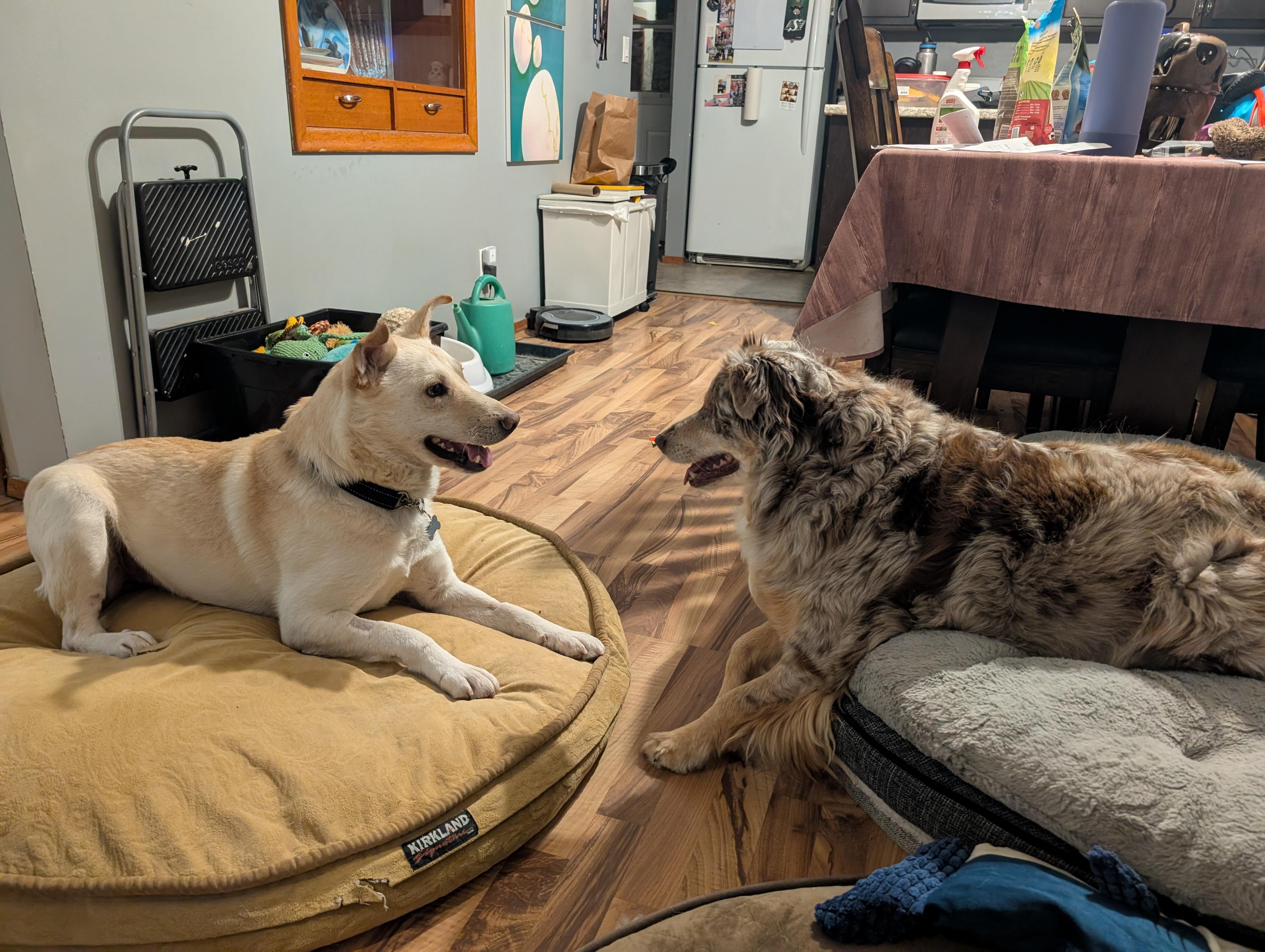 Enlarge Diego, a ADOPTABLE Mixed Breed in Saskatoon, SK image 6/6