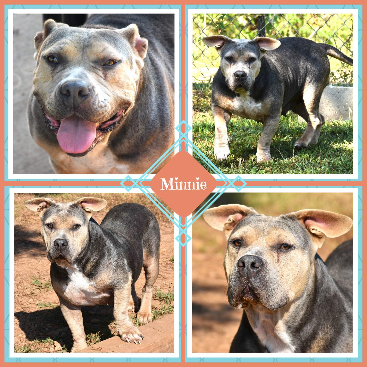 Minnie, Adult Female Bulldog
