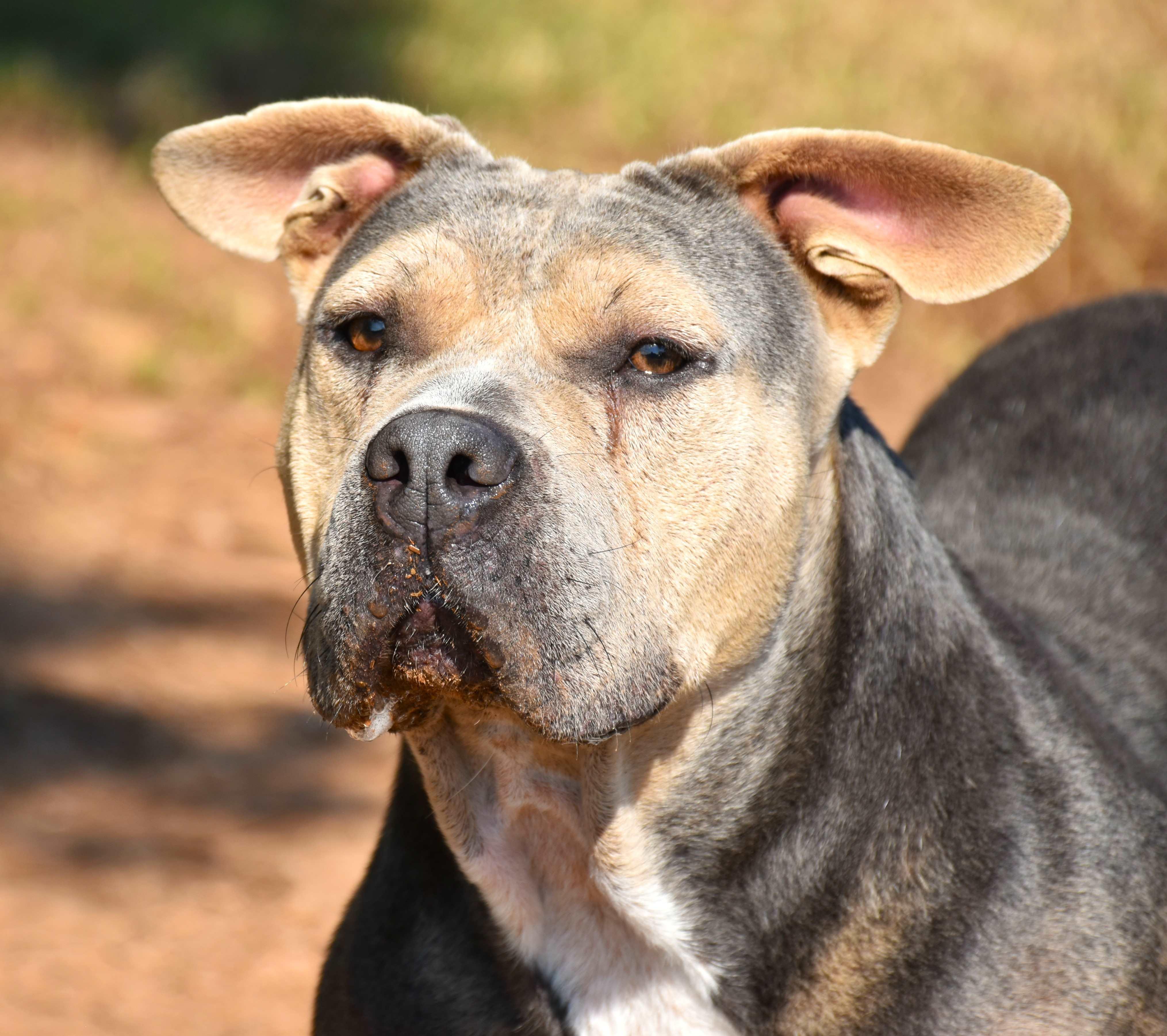 Minnie, a Adoptable mixed breed in Wedowee, AL image 2/5
