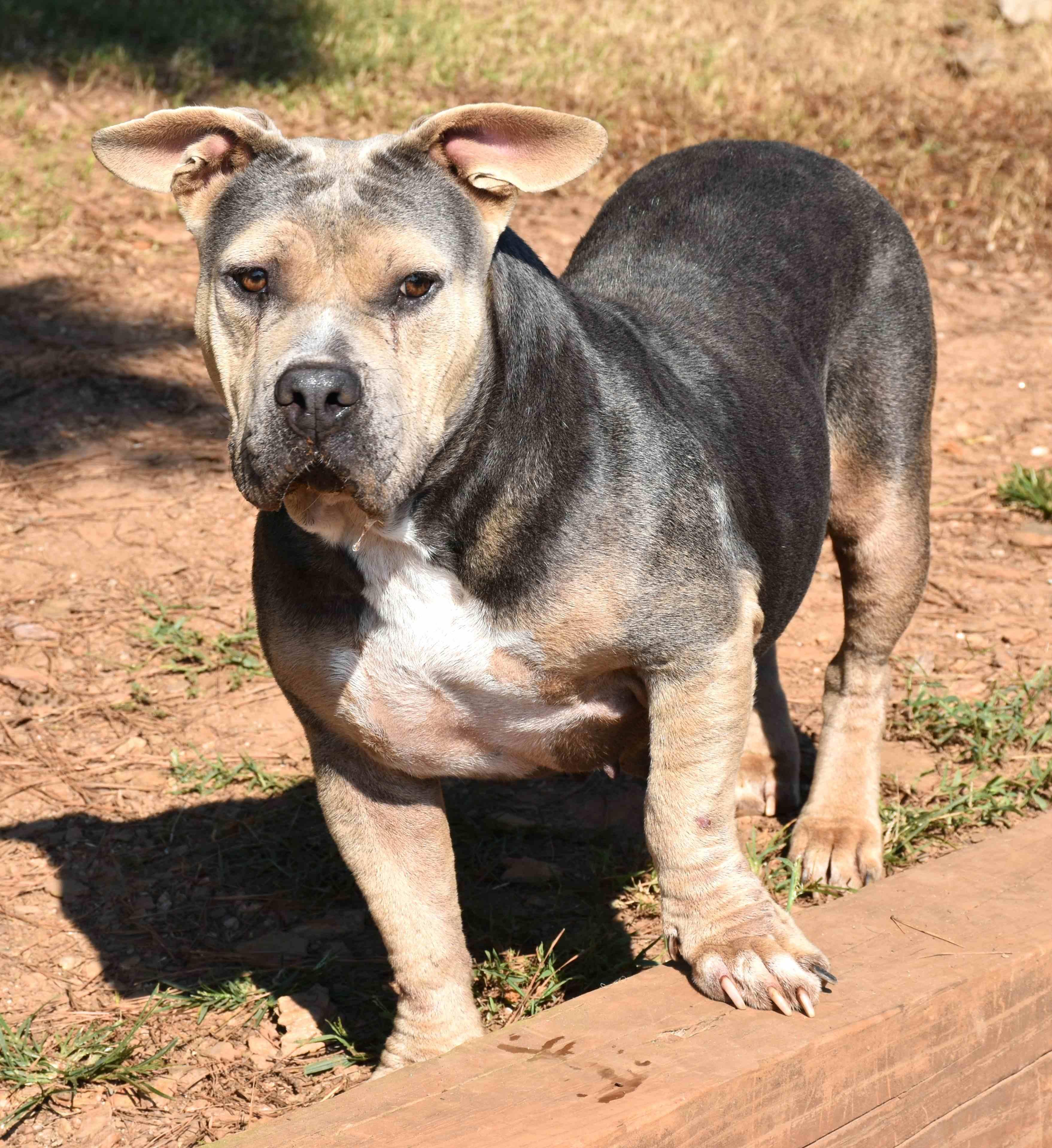 Minnie, a Adoptable mixed breed in Wedowee, AL image 3/5
