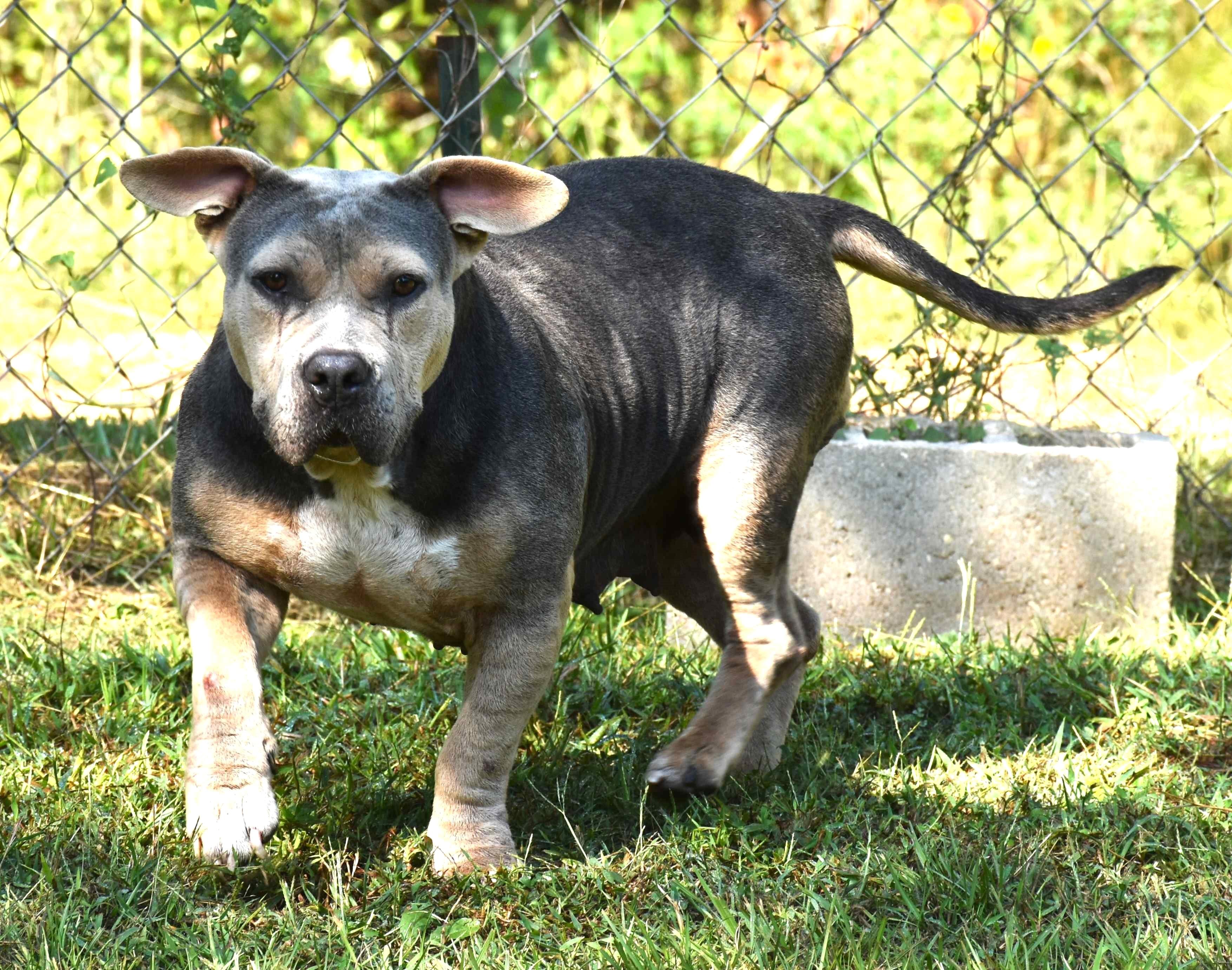 Minnie, a Adoptable mixed breed in Wedowee, AL image 4/5