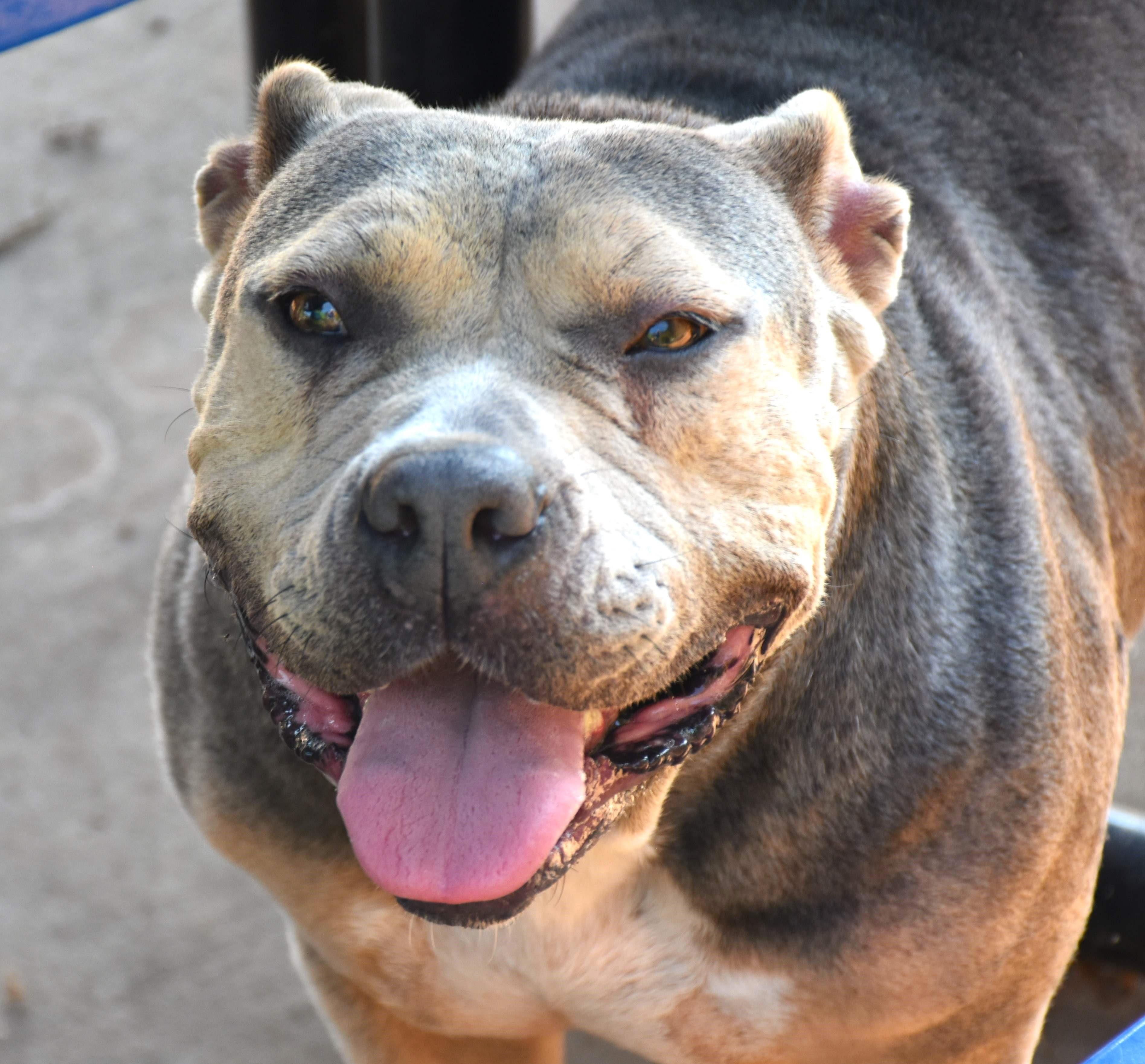 Minnie, a Adoptable mixed breed in Wedowee, AL image 5/5