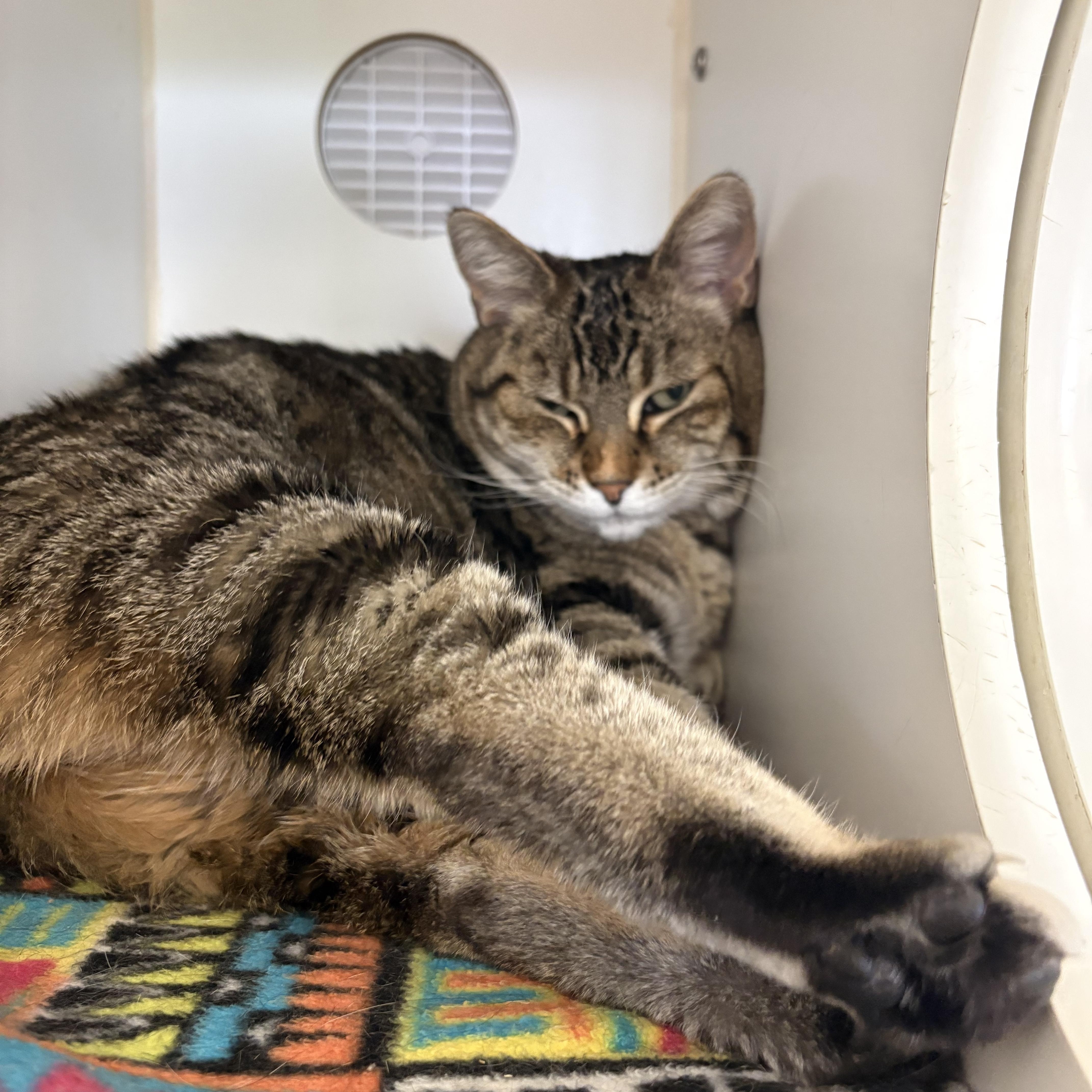 Enlarge Zara, an adopted Domestic Short Hair in Grass Valley, CA image 3/6