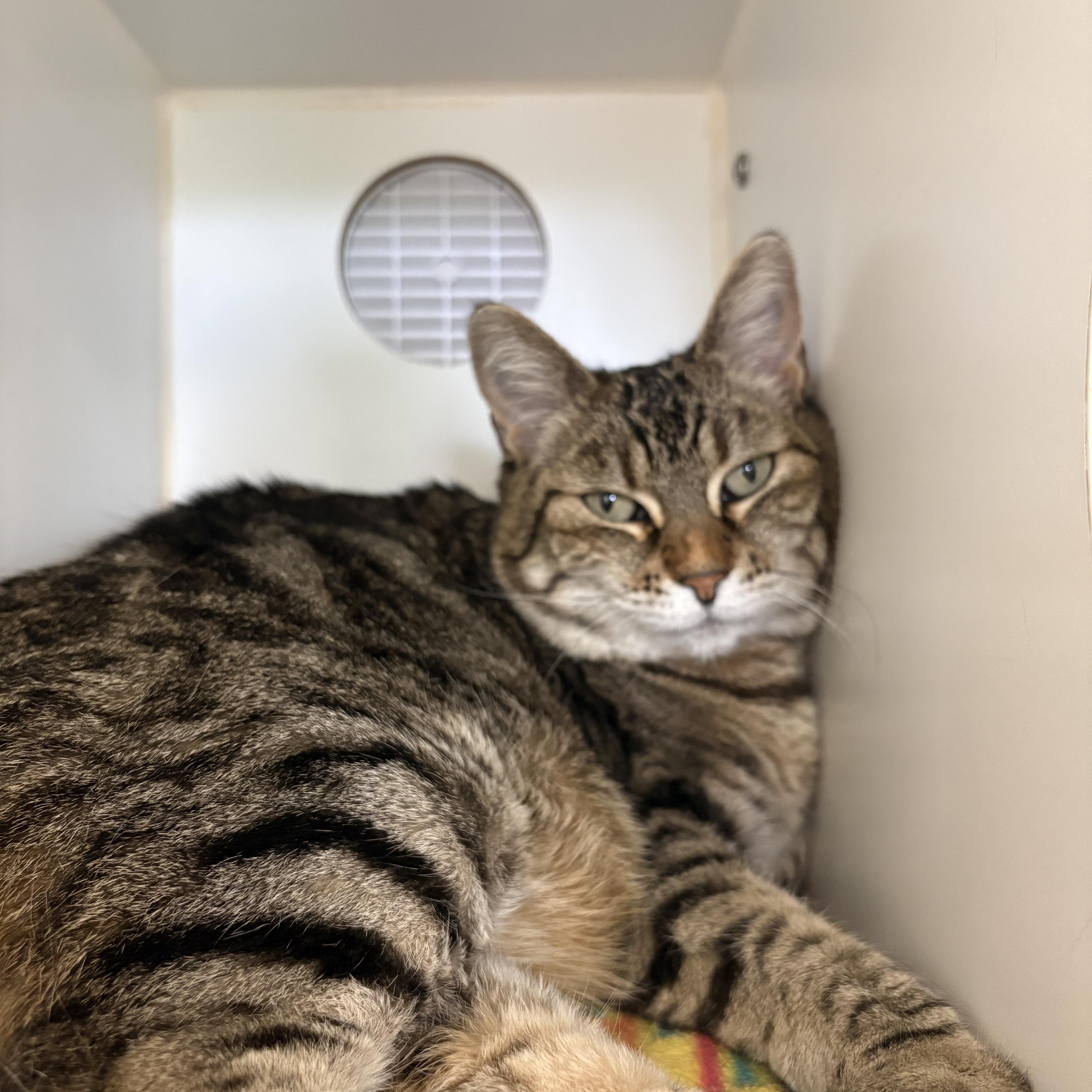 Enlarge Zara, an adopted Domestic Short Hair in Grass Valley, CA image 4/6