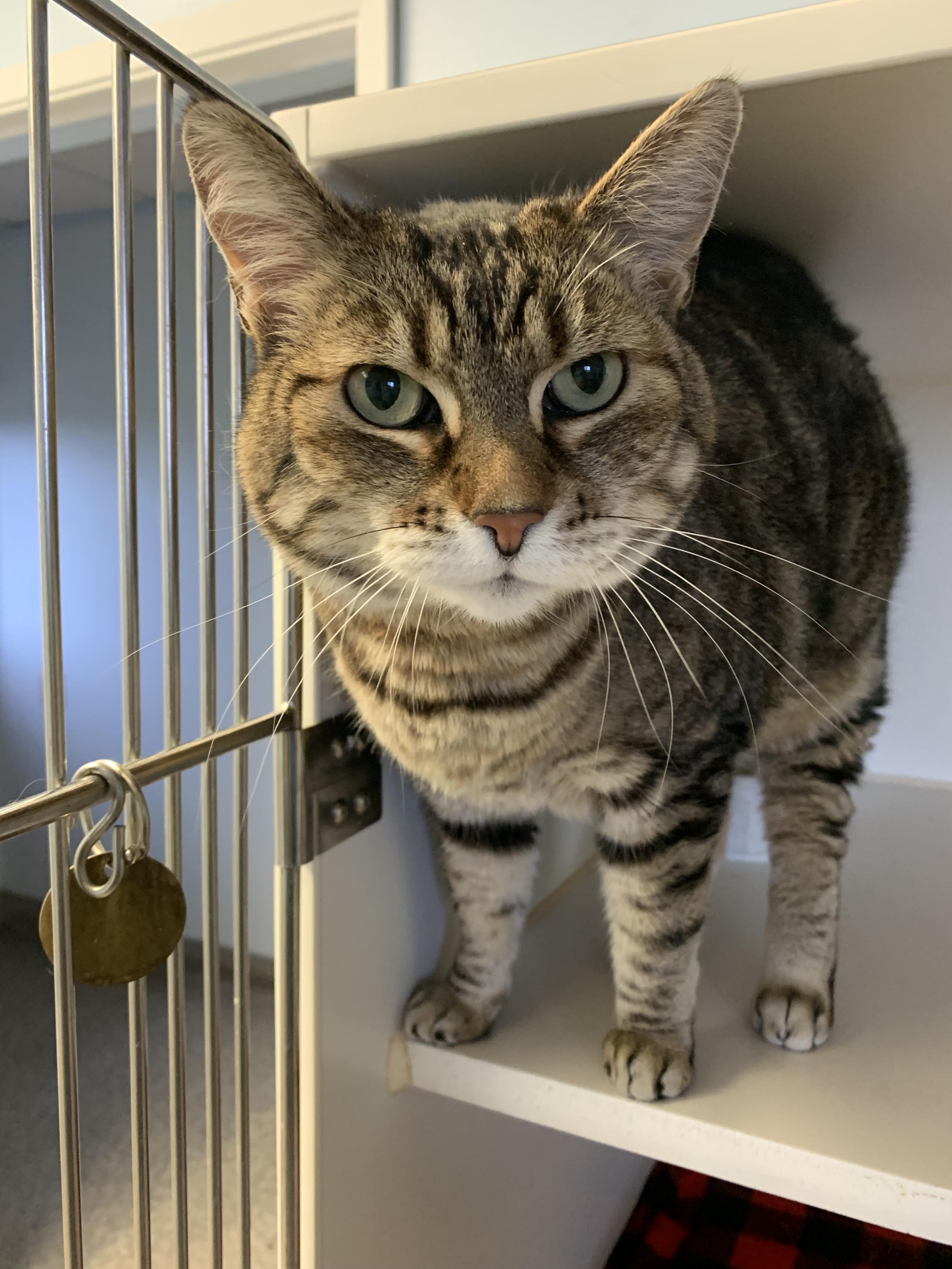 Enlarge Zara, an adopted Domestic Short Hair in Grass Valley, CA image 6/6