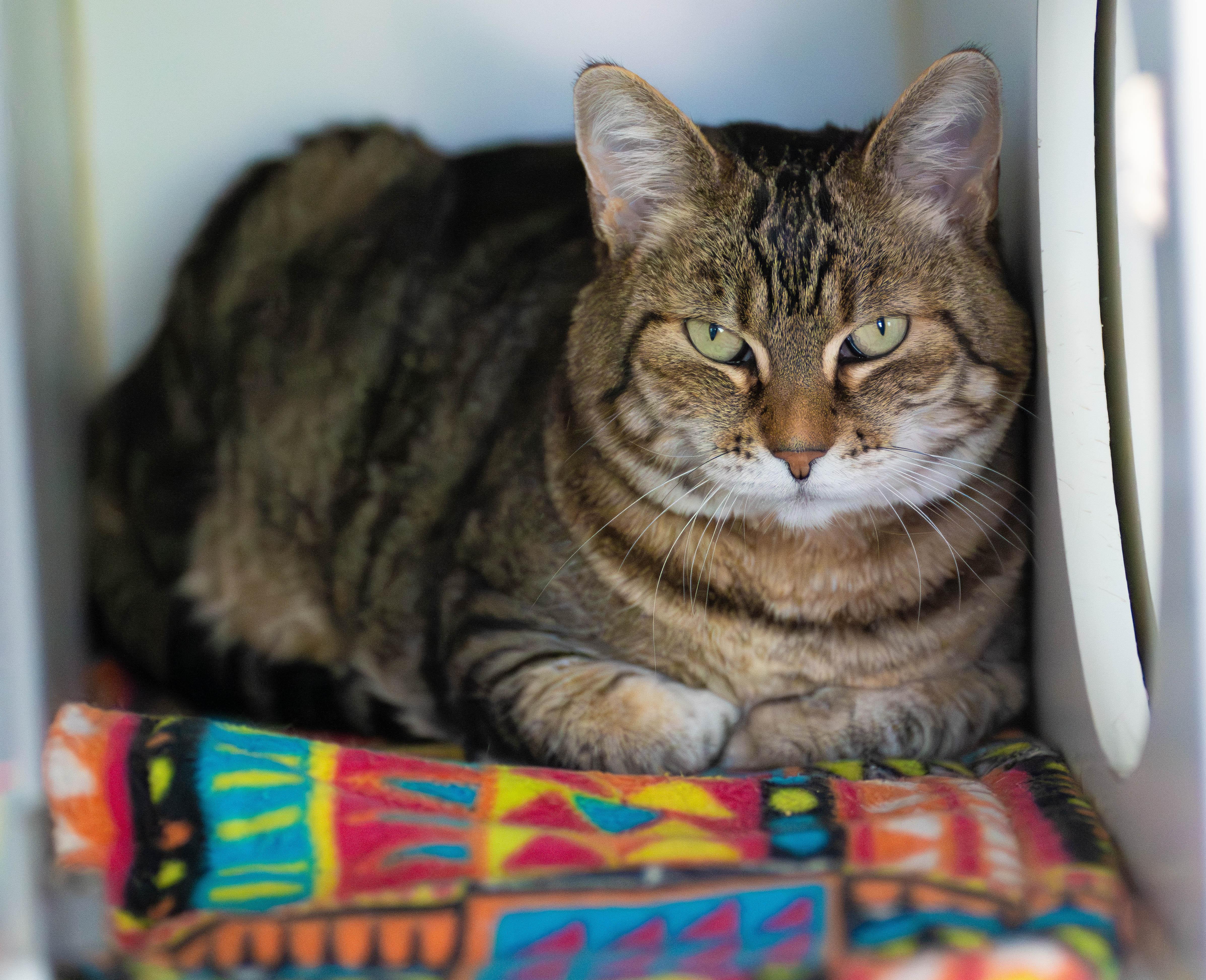 Enlarge Zara, an adopted Domestic Short Hair in Grass Valley, CA image 1/6