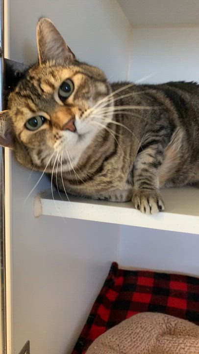 Enlarge Zara, an adopted Domestic Short Hair in Grass Valley, CA video 5/6