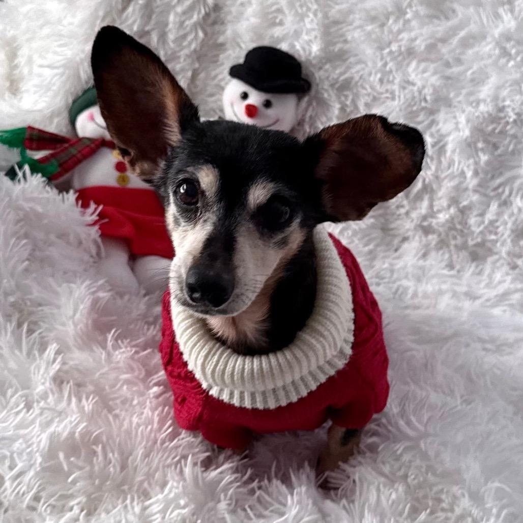 Alice, Adoptable, Senior Female Chihuahua & Mixed Breed.