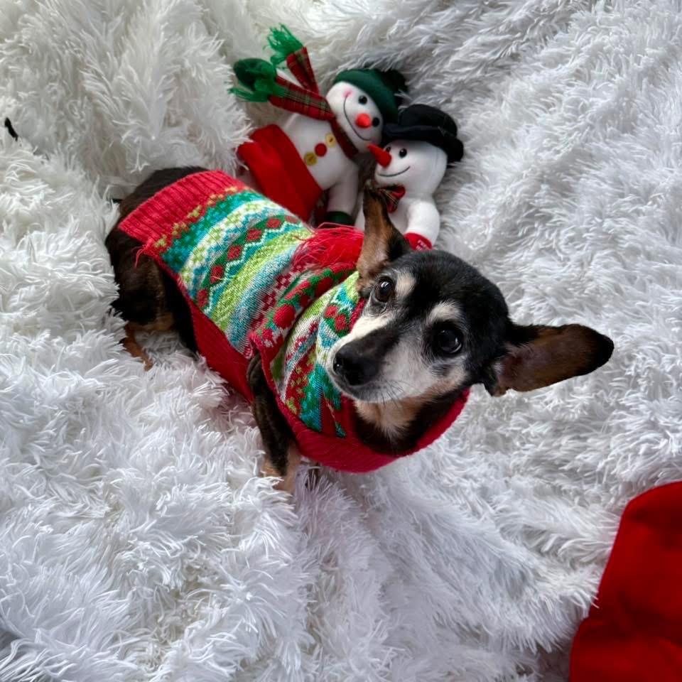 Enlarge Alice, a Adoptable mixed breed in Ferndale, MI image 3/6