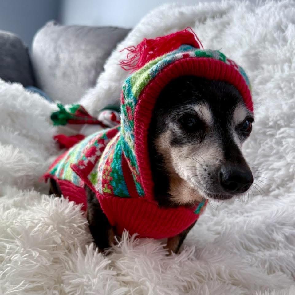 Enlarge Alice, a Adoptable mixed breed in Ferndale, MI image 5/6