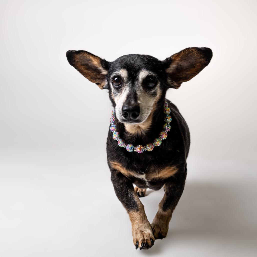 Enlarge Alice, a Adoptable mixed breed in Ferndale, MI image 6/6