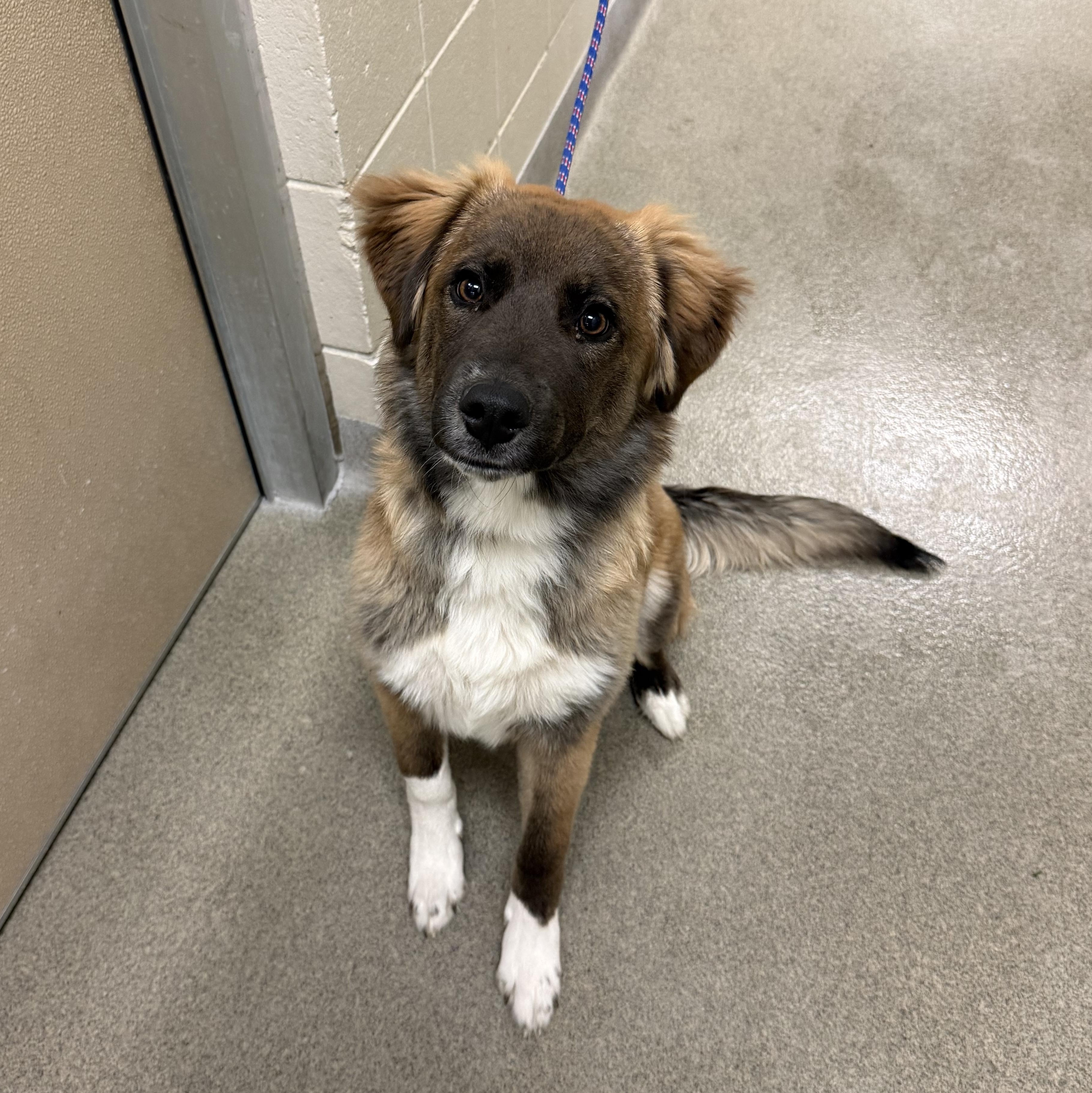 Buck, adopted, Young Male Shepherd.