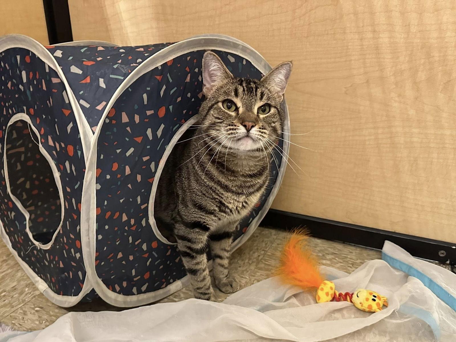 Enlarge Pryor, a Adoptable Domestic Short Hair in Mission Viejo, CA image 1/3