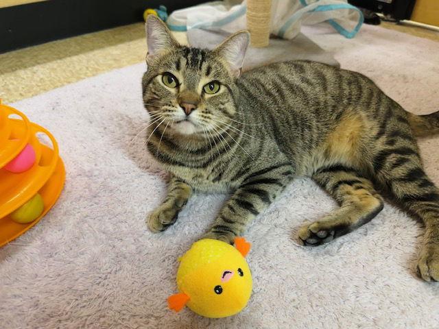 Enlarge Pryor, a Adoptable Domestic Short Hair in Mission Viejo, CA image 2/3