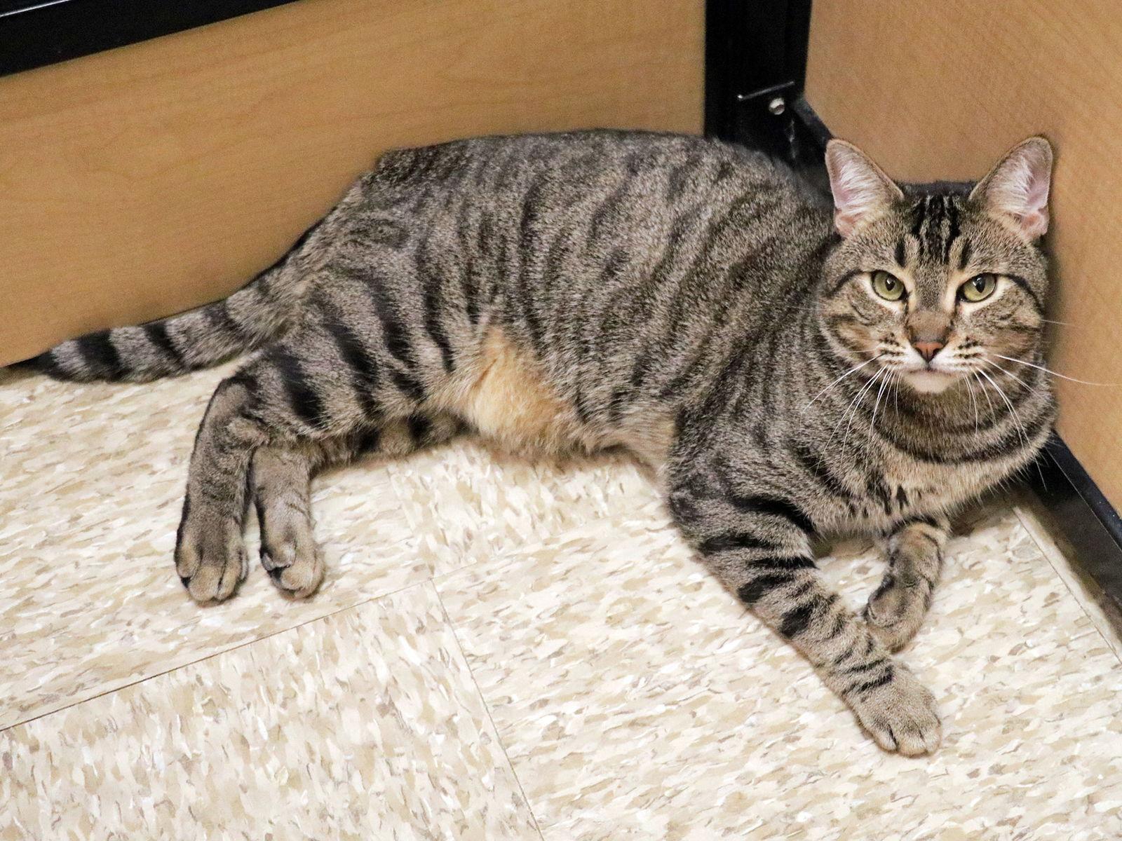 Enlarge Pryor, a Adoptable Domestic Short Hair in Mission Viejo, CA image 3/3