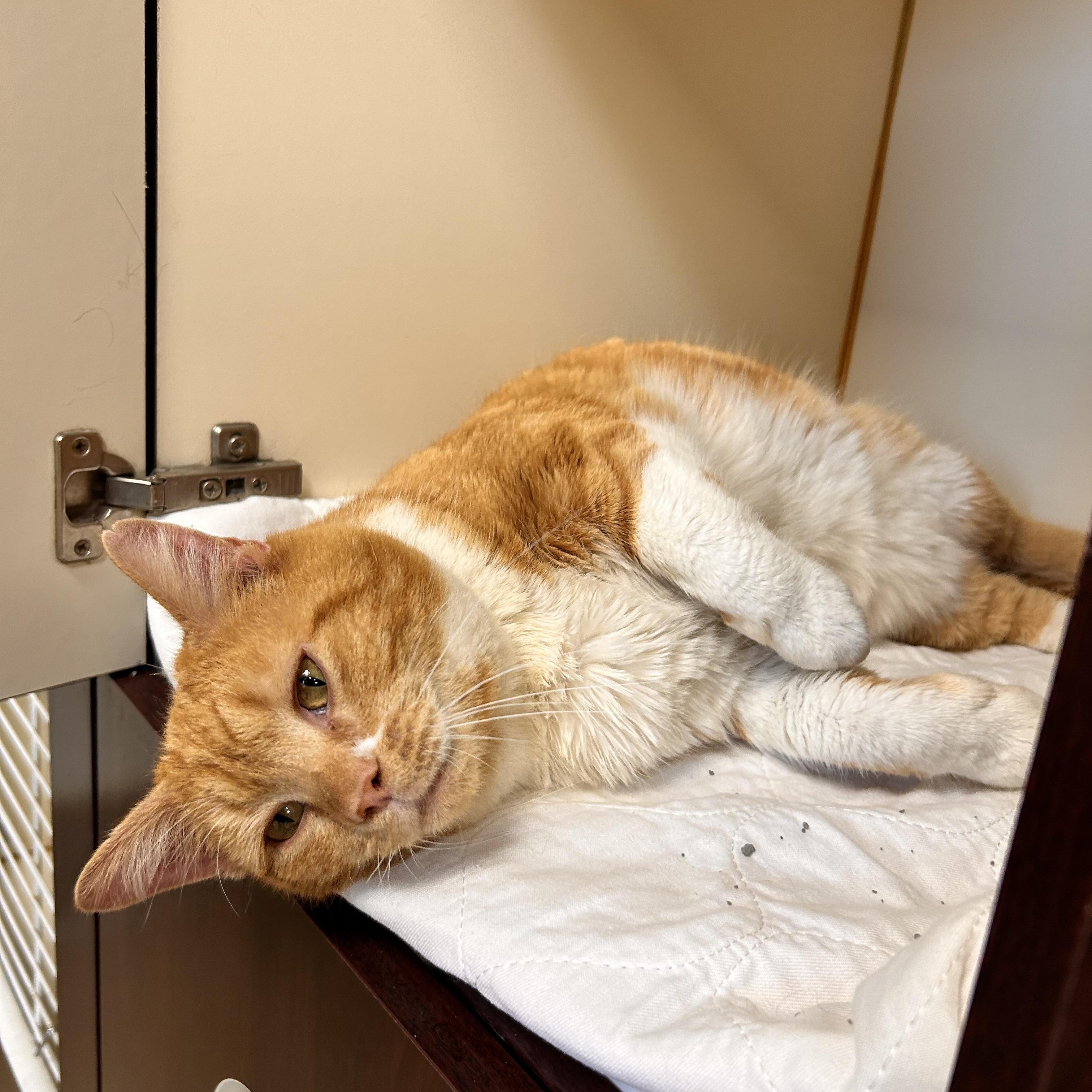 Tanner, ADOPTABLE, Adult Male Domestic Short Hair.