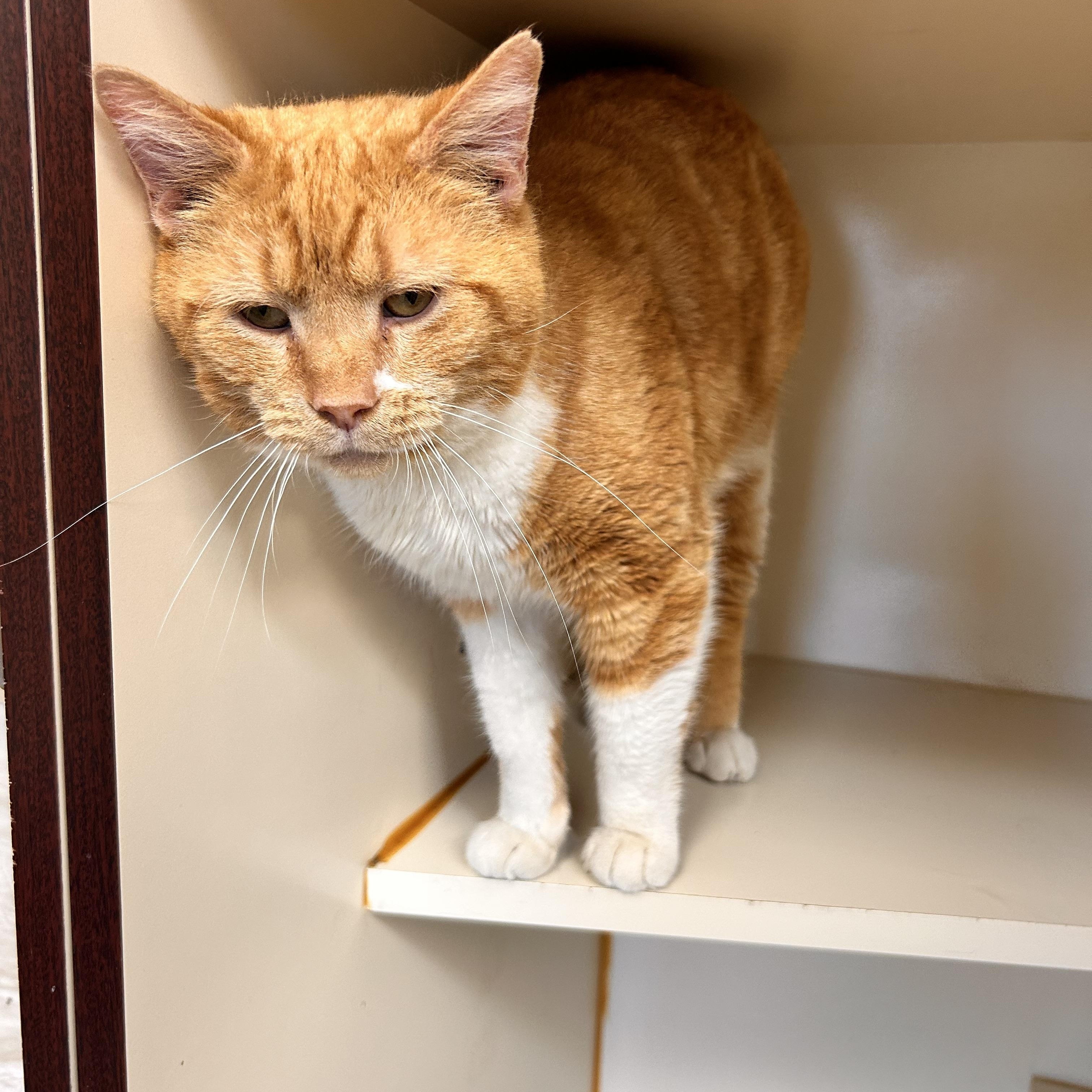 Enlarge Tanner, a ADOPTABLE Domestic Short Hair in Myerstown, PA image 2/2