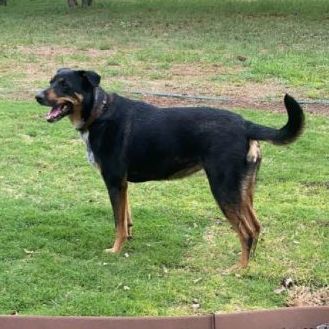 Enlarge Brandy, a Adopted mixed breed in ALLEN, TX image 1/5