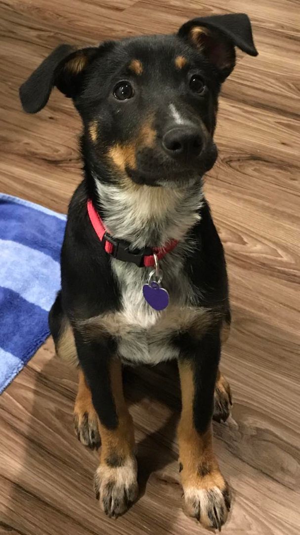 Enlarge Brandy, a Adopted mixed breed in ALLEN, TX image 2/5